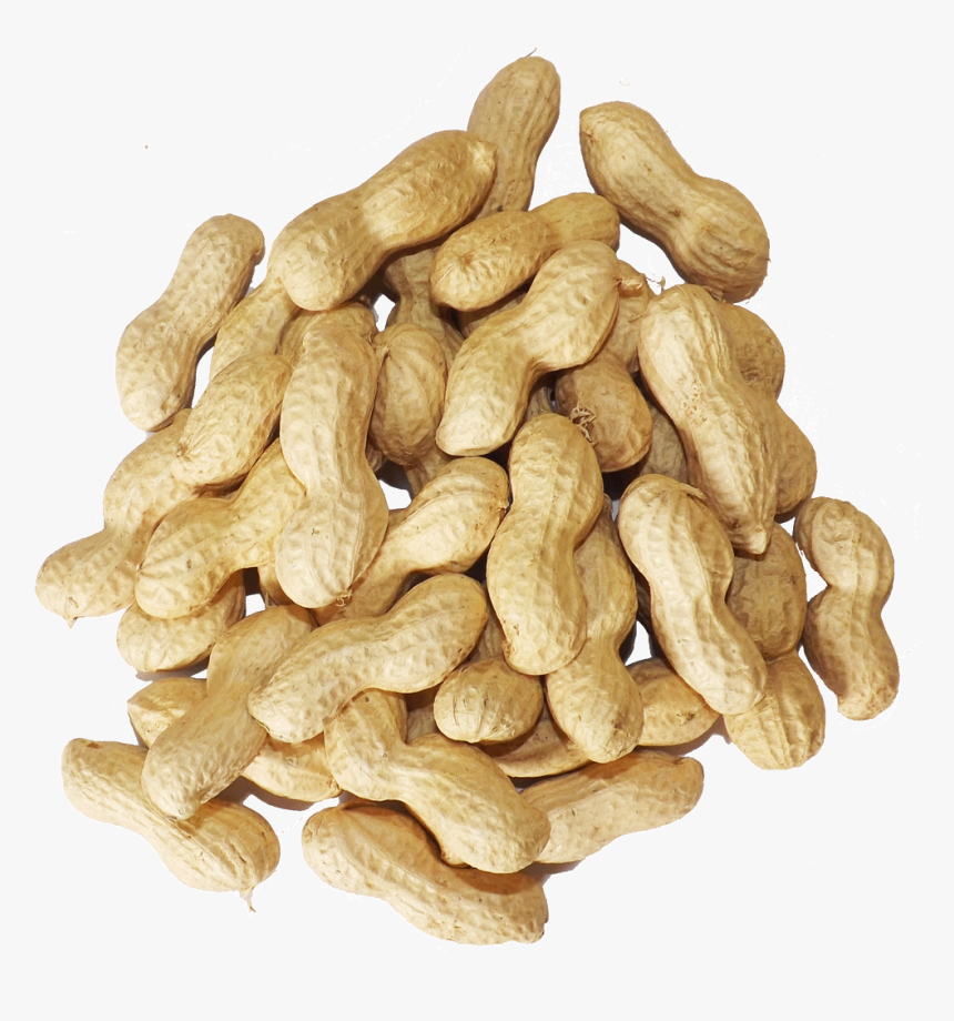 Squirrels Everywhere Pound Peanuts - Peanut, HD Png Download