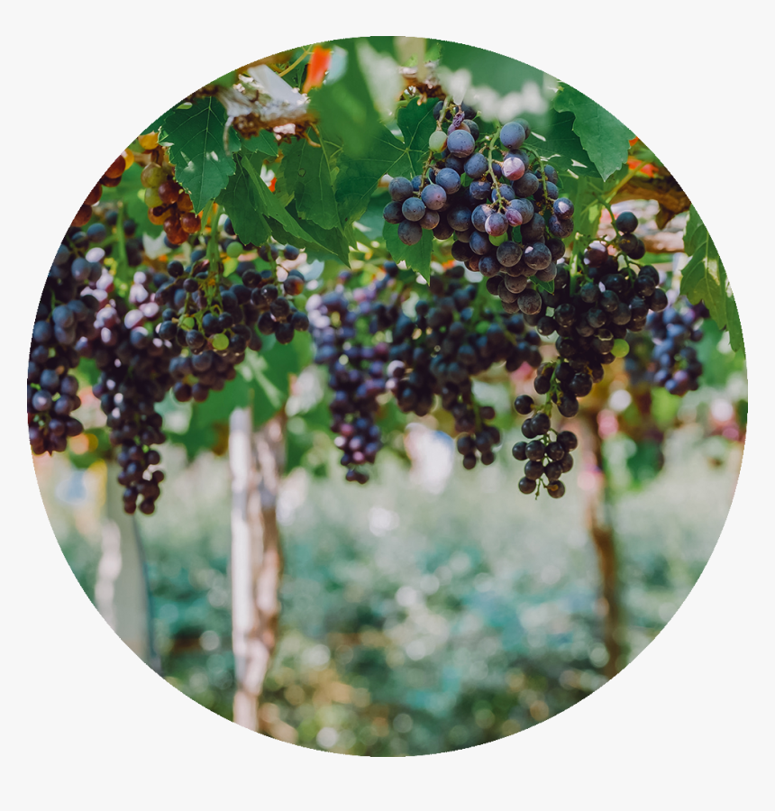 Seedless Fruit, HD Png Download