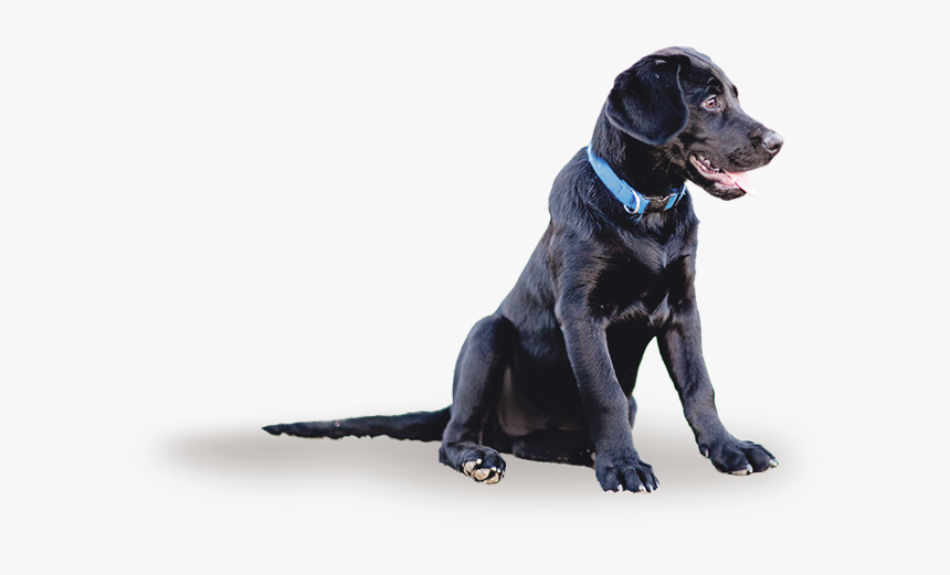 Dog Yawns, HD Png Download