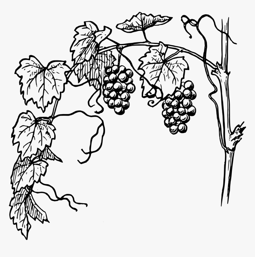 Transparent Grape Vines Png, Png Download
