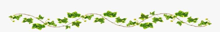 Wine Vines Transparent, HD Png Download