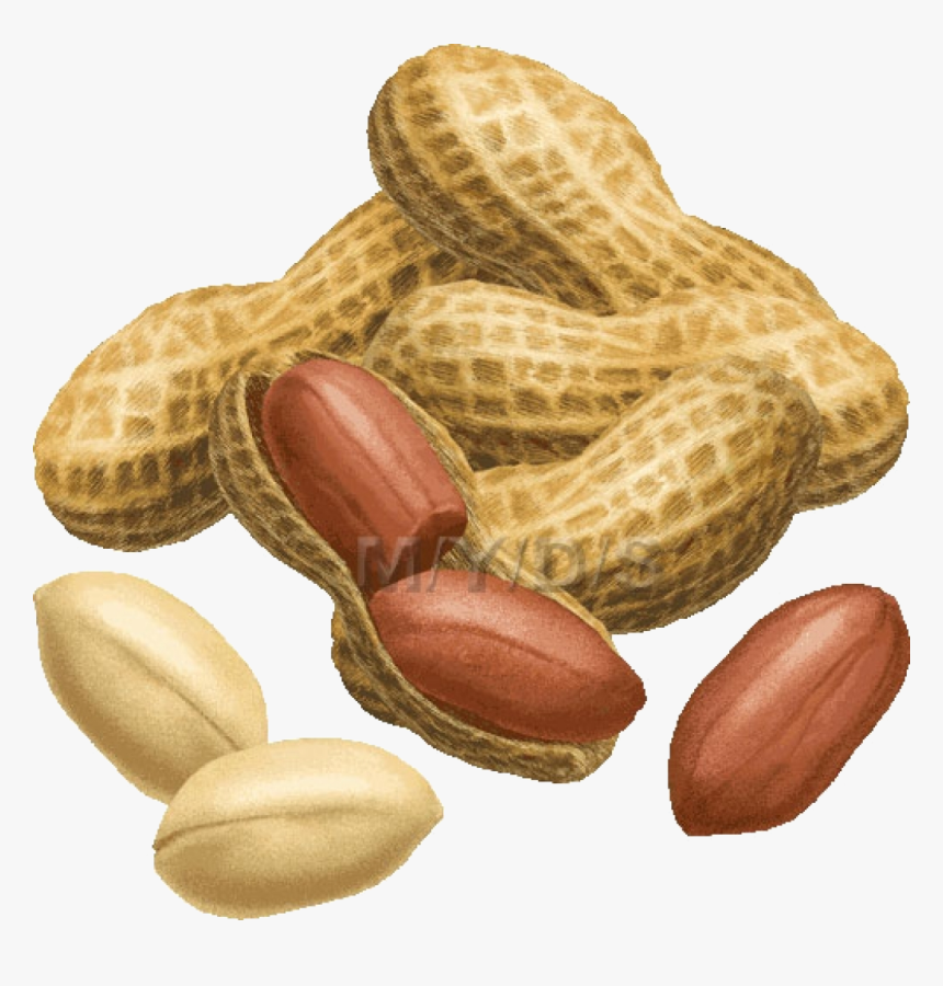 Peanut Clipart Images Collection Transparent Png - Peanut Clipart, Png Download