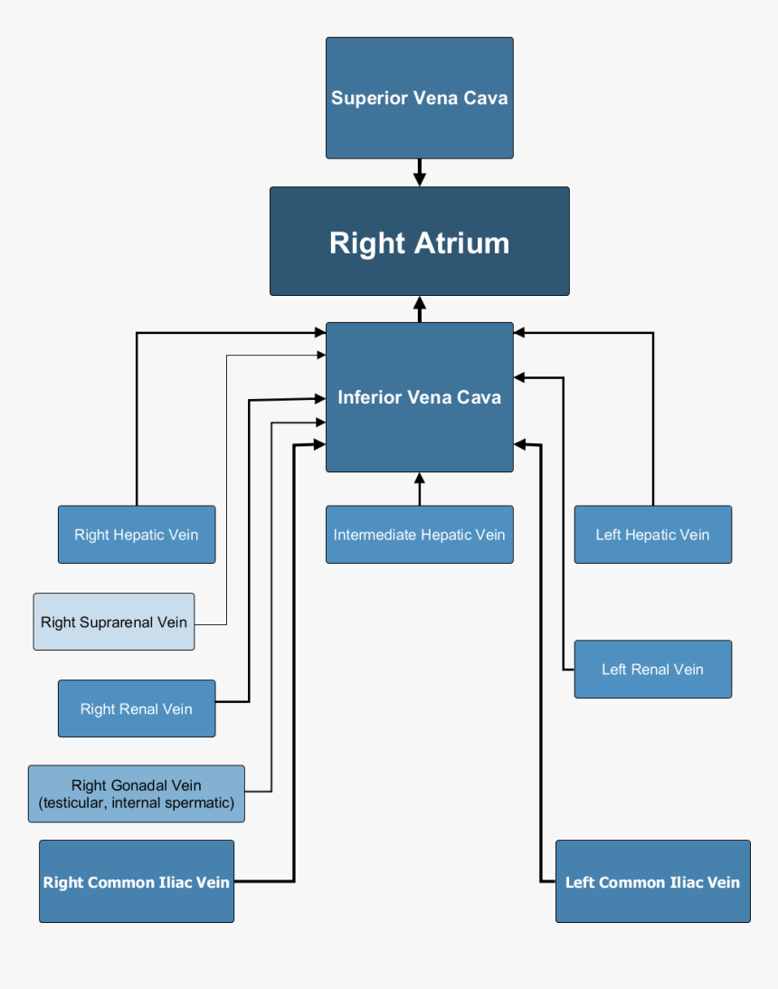 Major Veins - Inferior Vena Cava Drainage, HD Png Download