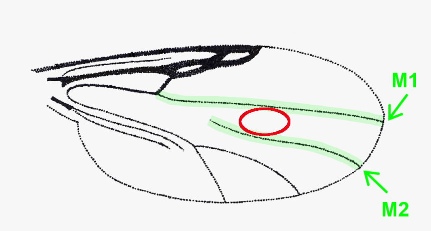 /images/d9 1 - Sketch, HD Png Download