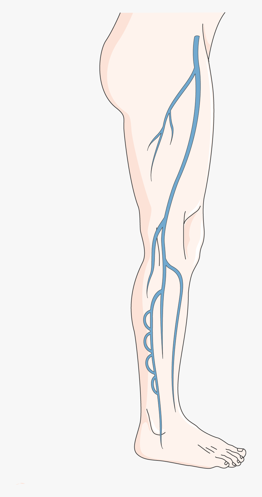 Circulation Veineuse - Illustration, HD Png Download