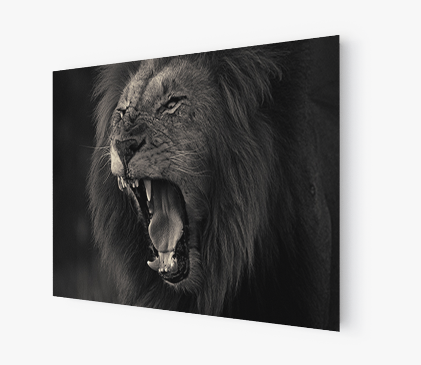 Transparent Lion Head Roar Png - Cat Yawns, Png Download