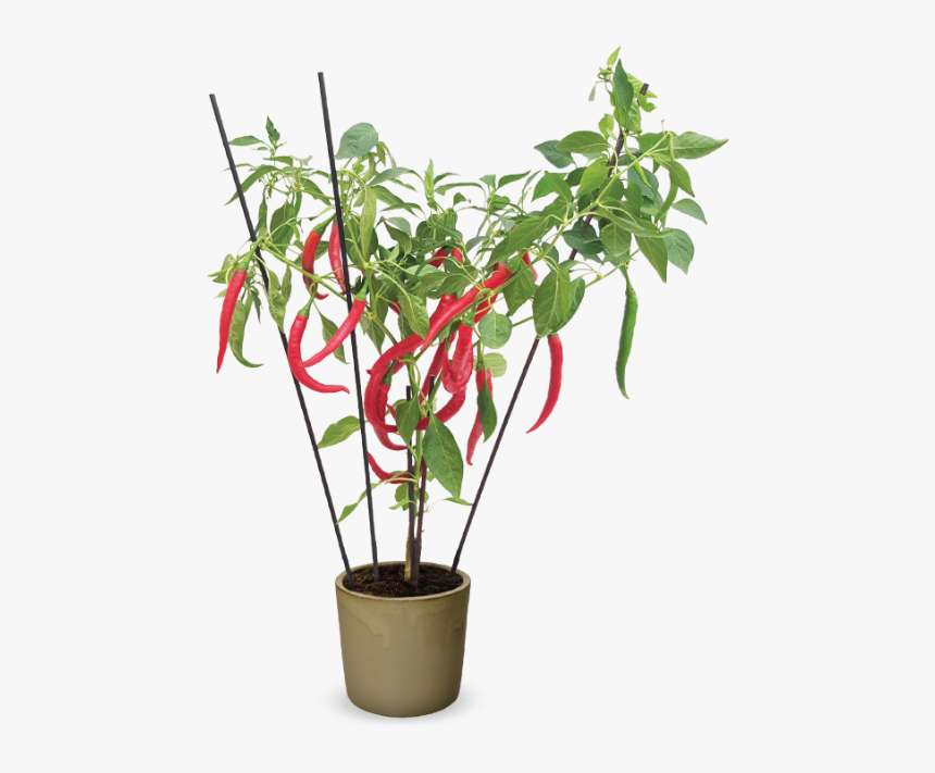 Houseplant, HD Png Download