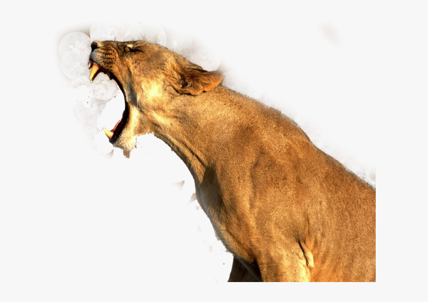 Transparent Lion Png - Roaring Lion Transparent, Png Download