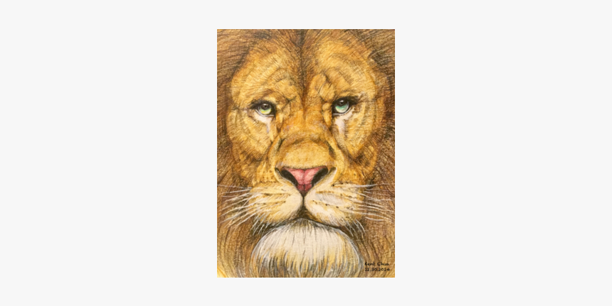 Lion, HD Png Download