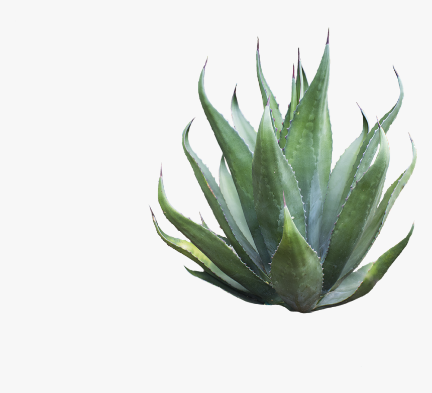 Agave Azul , Png Download - Agave Png, Transparent Png