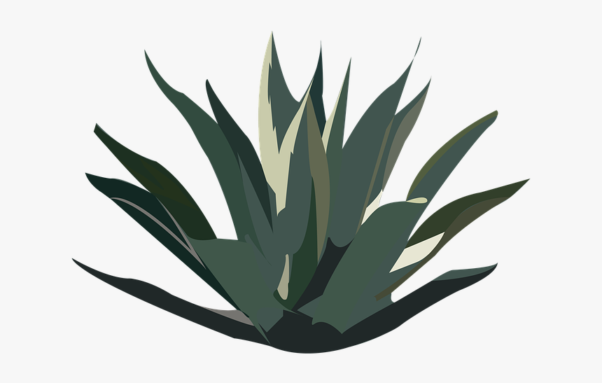 Maguey, Desert, Plant, Tequila, Agave, Mexico, Nature - Agave De Maguey Png, Transparent Png