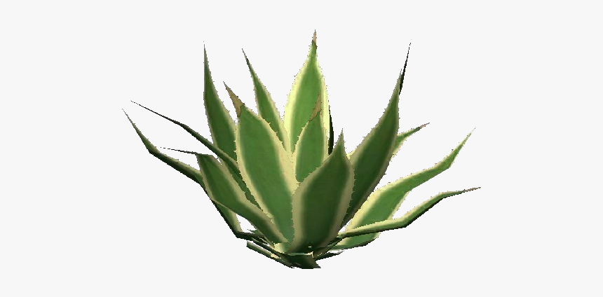Agave Png, Transparent Png