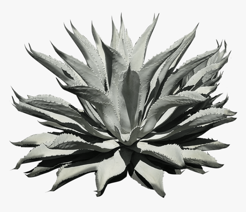 Agave, HD Png Download