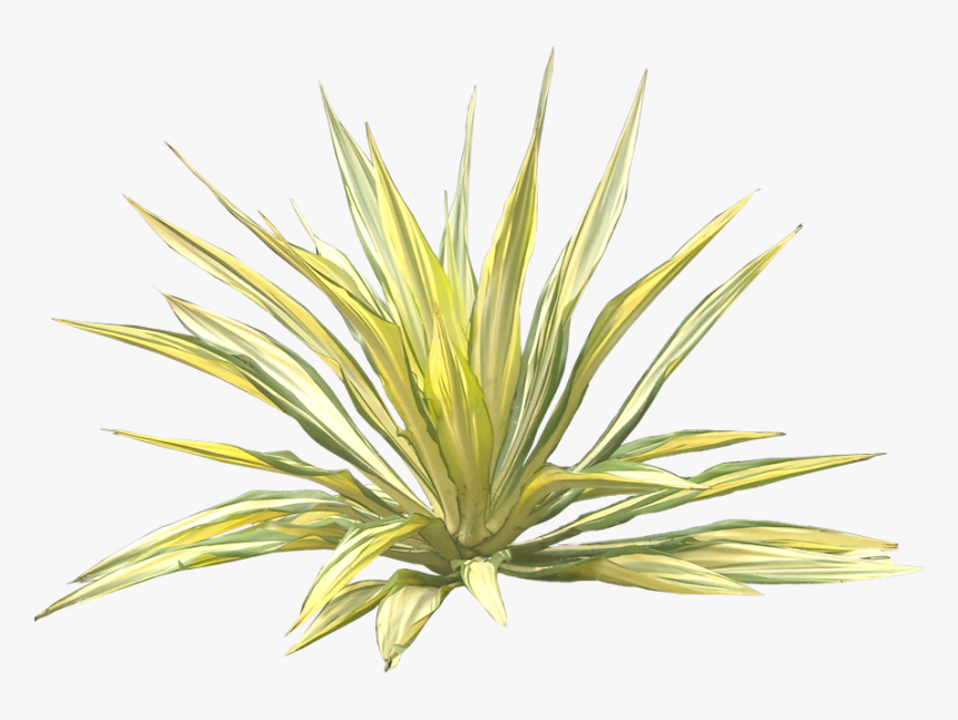 Jual Pohon Agave Varigata Murah - Furcraea Png, Transparent Png