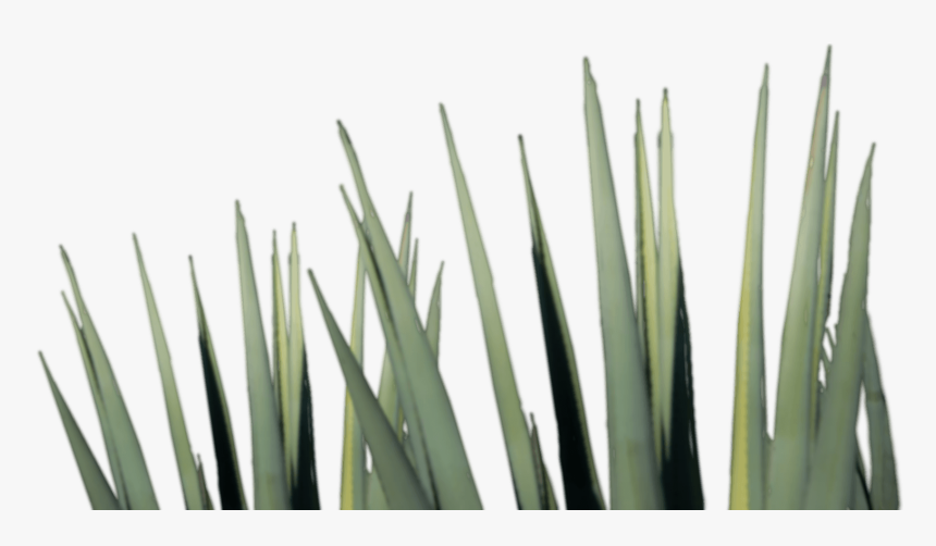 Agave Tequila Png , Png Download - Tequila Agave Png, Transparent Png