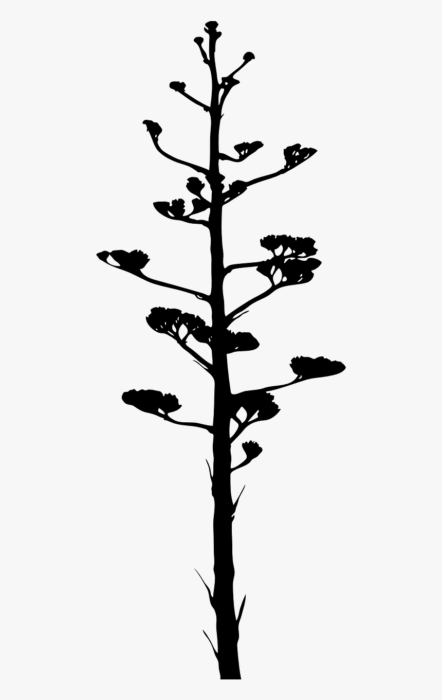 Arbol De La Pita, HD Png Download