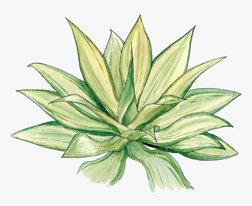 Agave, HD Png Download