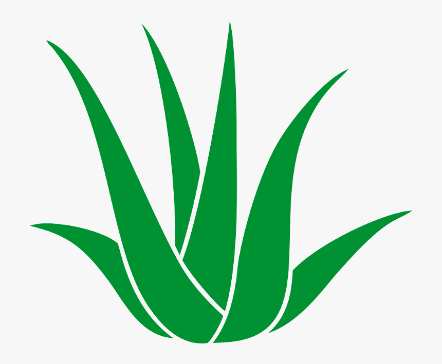 Good Medical Balance Center Chemnitz In Chemnitz With - Agave Azul, HD Png Download