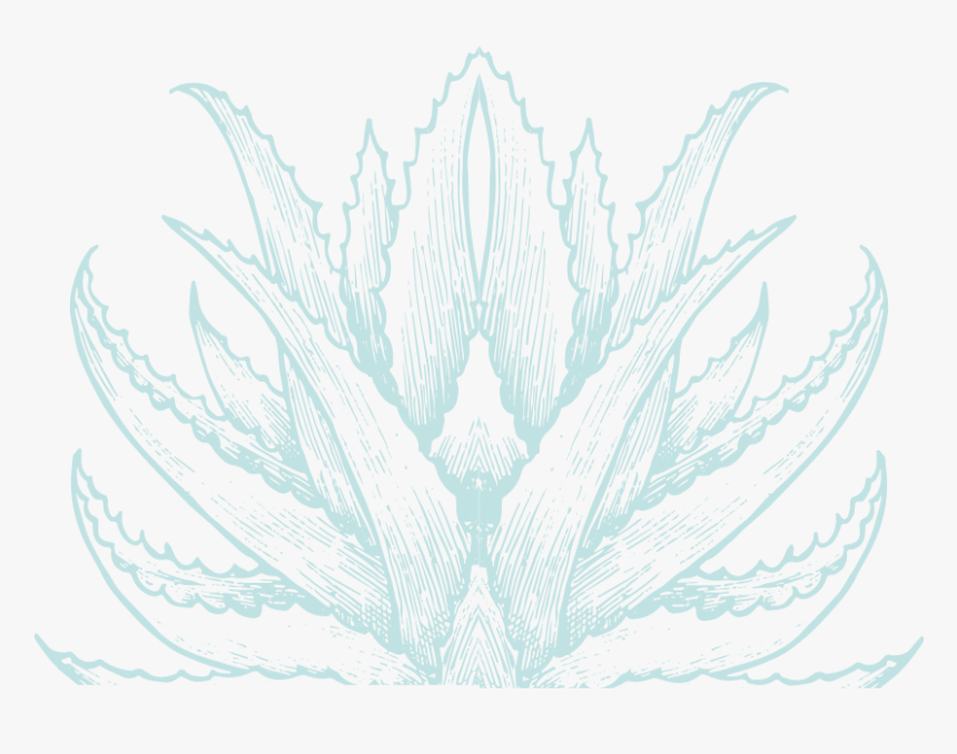 Chialoevera-plant - Illustration, HD Png Download