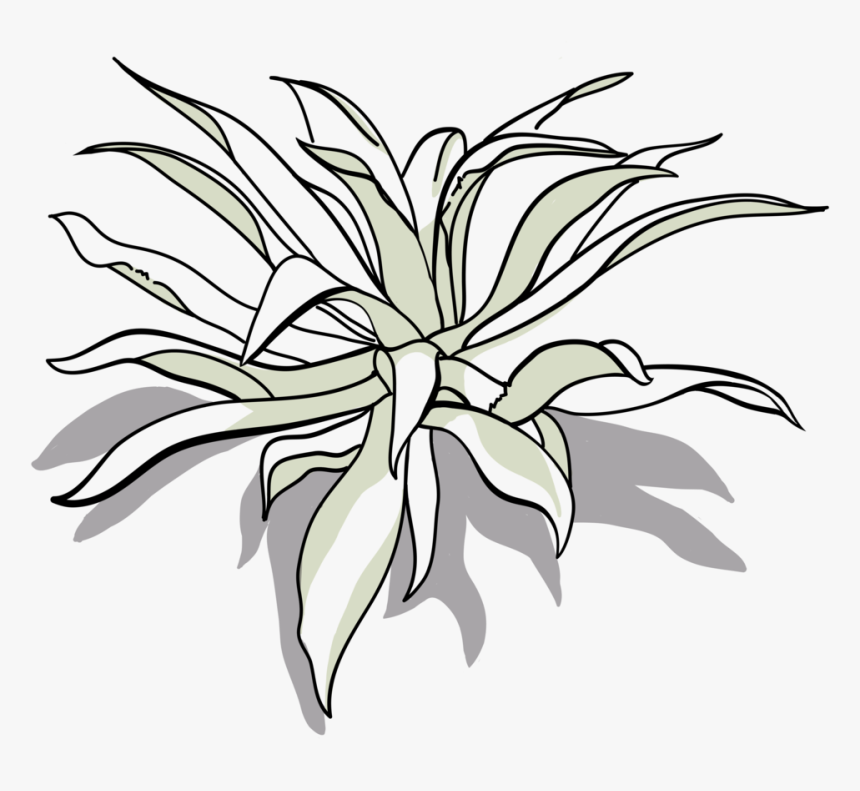 Tepeztate Drawing-01 - Floral Design, HD Png Download