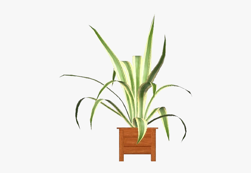 Agave Americana Marginata - Houseplant, HD Png Download