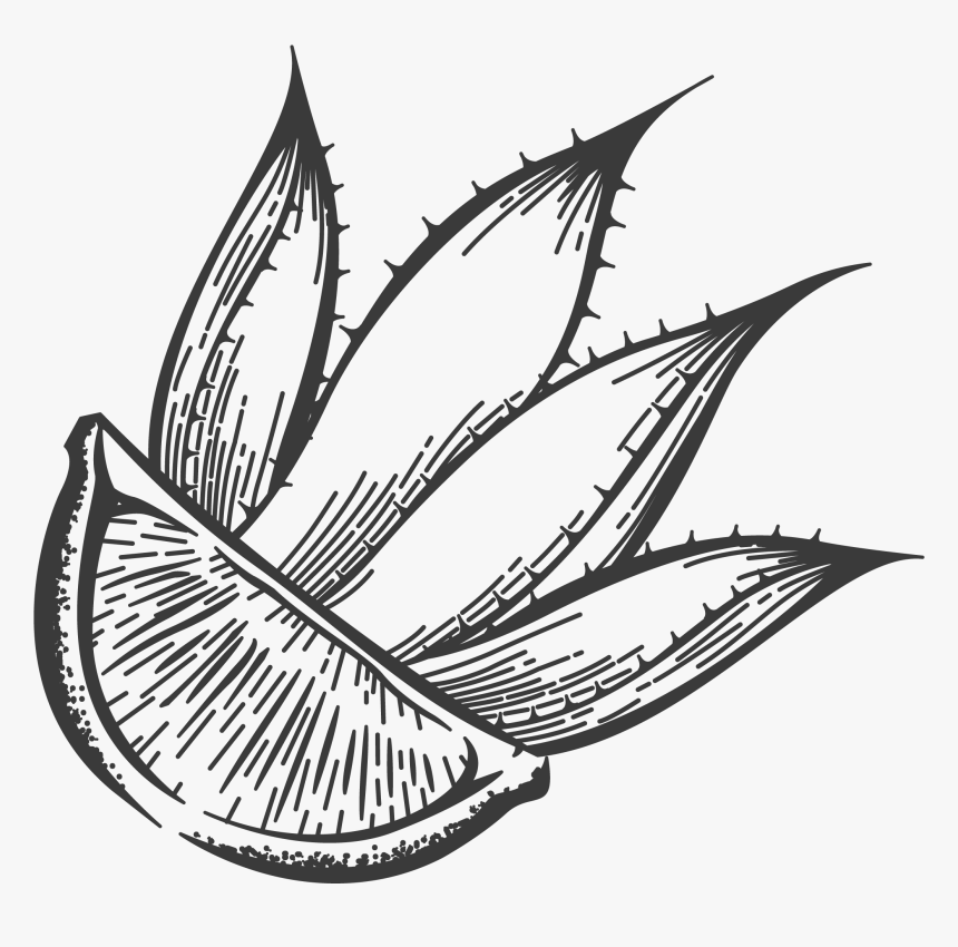 Otravez Lime-agave - Illustration, HD Png Download