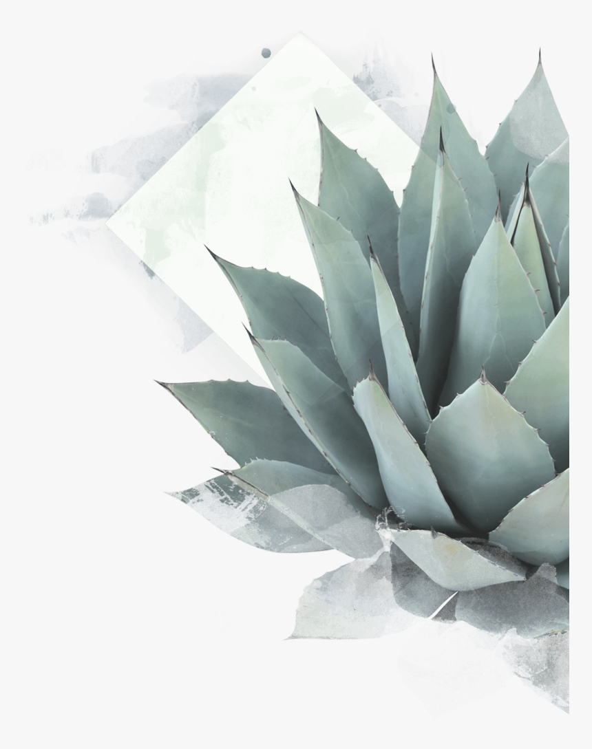 Aloe Drawing Maguey Plant - Blue Agave Plant Png, Transparent Png