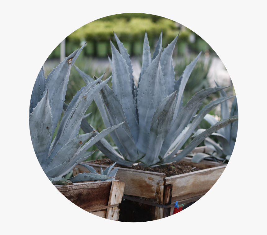 Agave Azul, HD Png Download