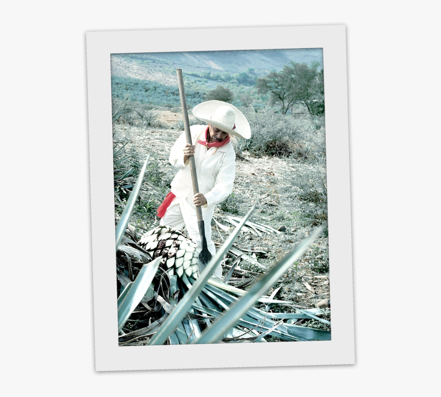 Jimador, HD Png Download