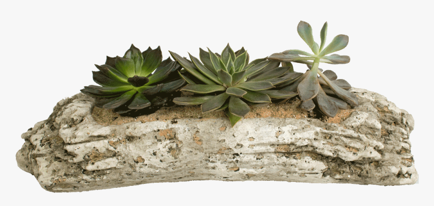 Transparent Driftwood Png - Succulents In Driftwood, Png Download