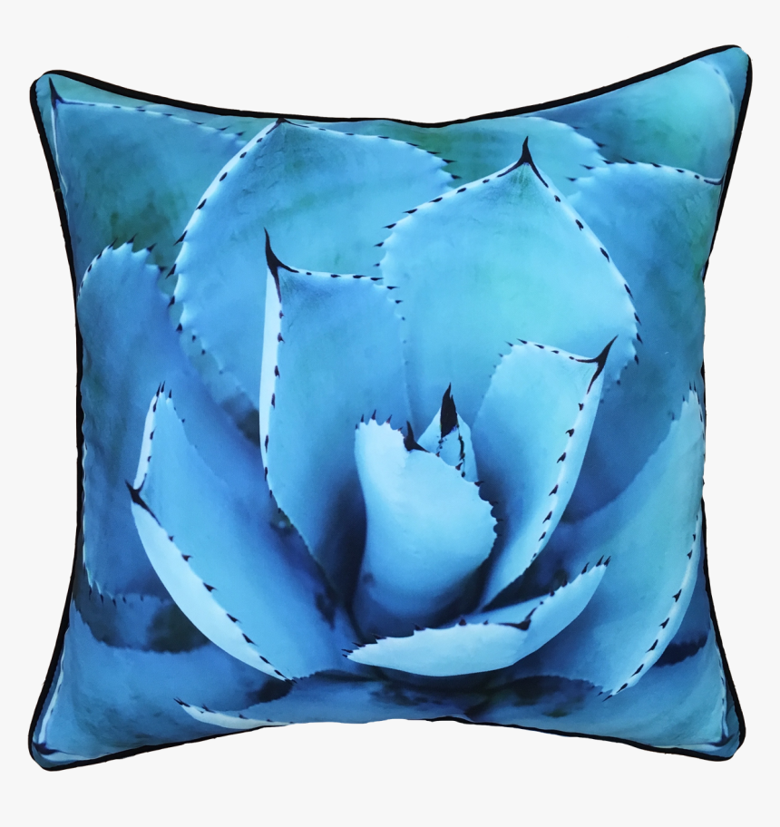Succulent Plant, HD Png Download