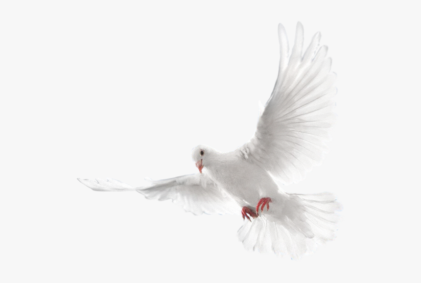 #mq #white #dove #bird #birds #animal #animals - Two Doves, HD Png Download