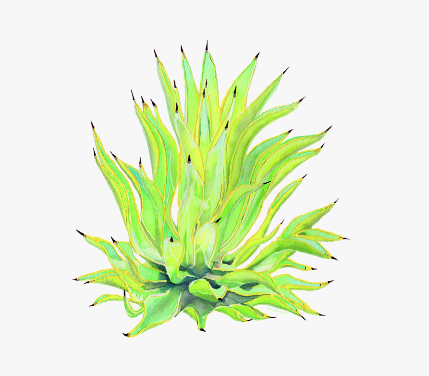 Agave, HD Png Download
