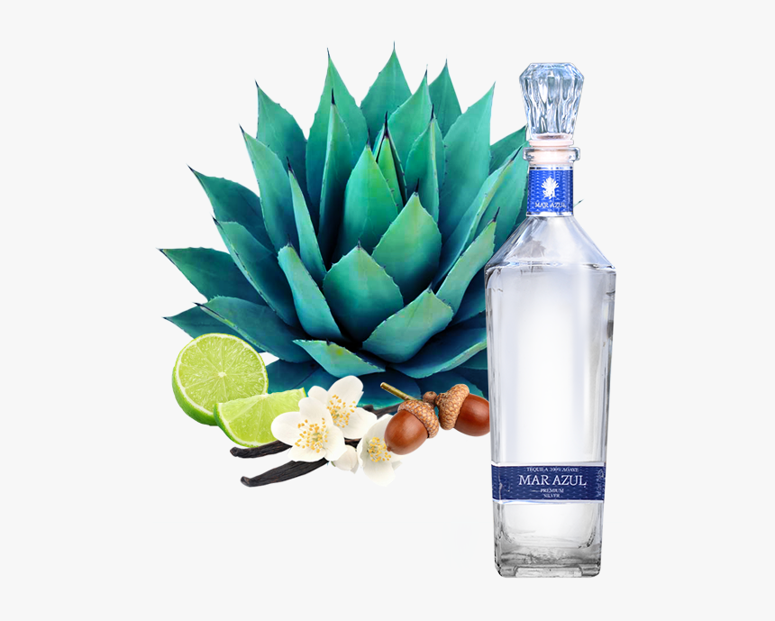 Blue Agave Plant Png, Transparent Png