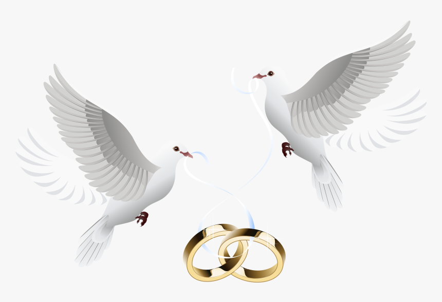 Doves Clipart Wedding Invitation - Wedding Doves With Rings Png, Transparent Png