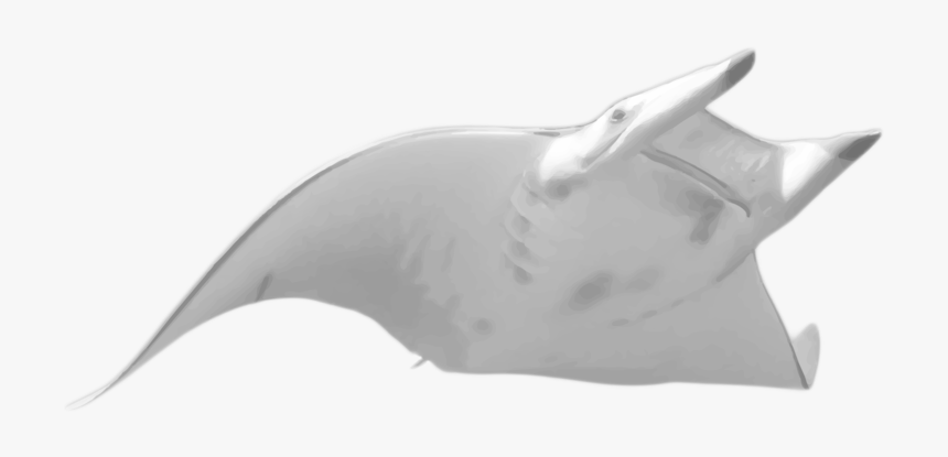 Manta Ray Png Pluspng - Transparent Manta Ray Png, Png Download