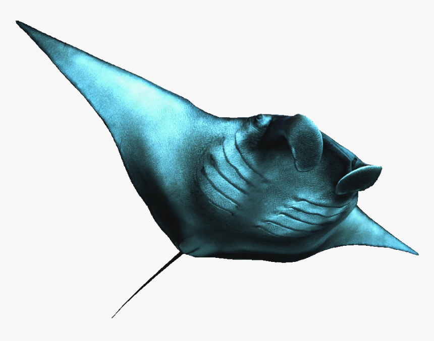   - Manta Rays Transparent Background, HD Png Download
