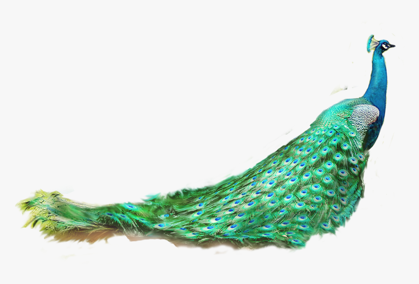 Asiatic Peafowl Feather - Peacock Png, Transparent Png