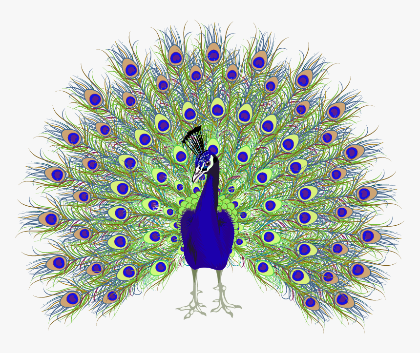 Peafowl Euclidean Vector - Peacock Png, Transparent Png