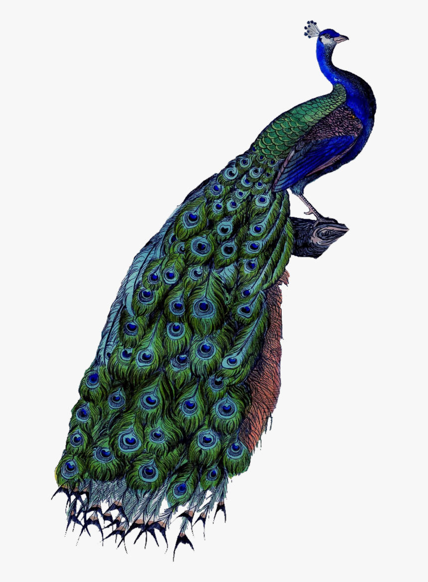 Peacock Transparent Background, HD Png Download