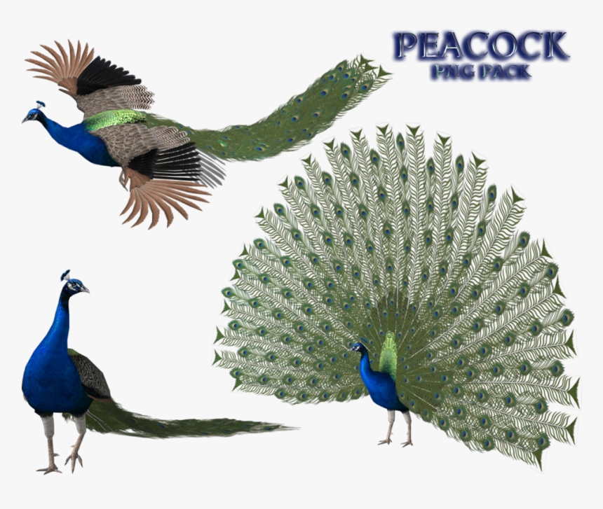 Peacock Free Png Image - Peacock 3d Png, Transparent Png