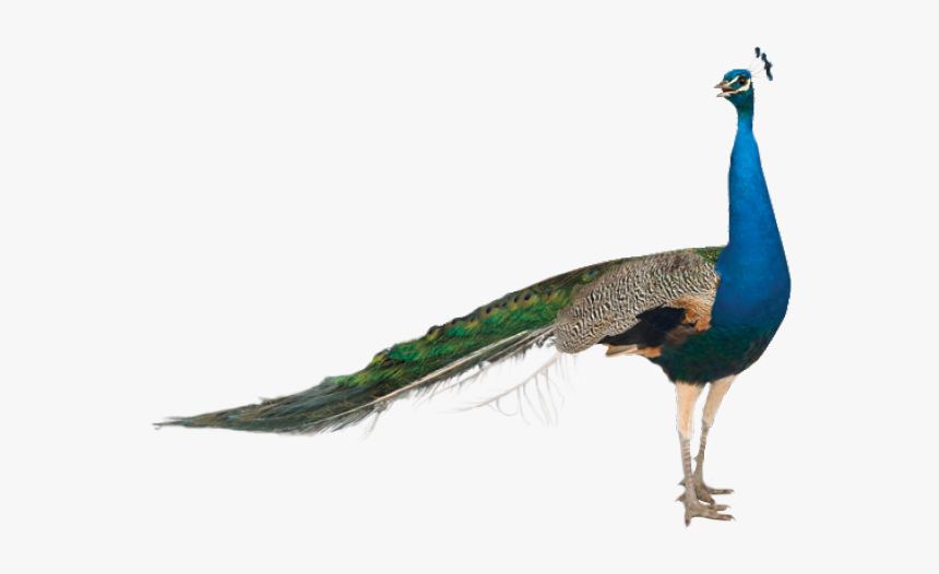 Peacock Png Transparent Images - Peacock For Sale California, Png Download