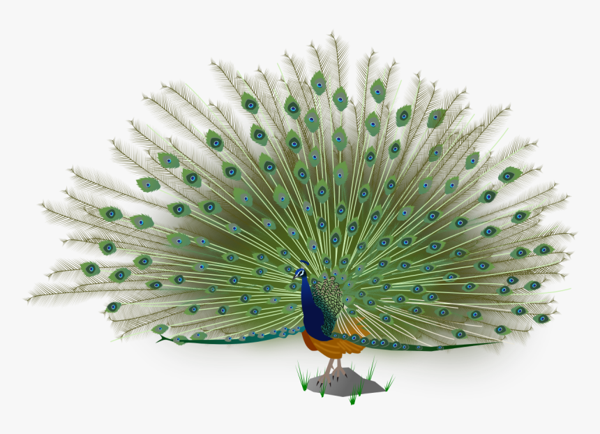 Indian Peacock Images Png, Transparent Png