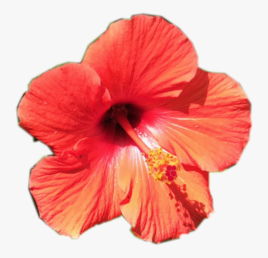 #tropical #flower #pretty #orange #floral #red 
#sctropical - Orange Tropical Flower Png Transparent, Png Download