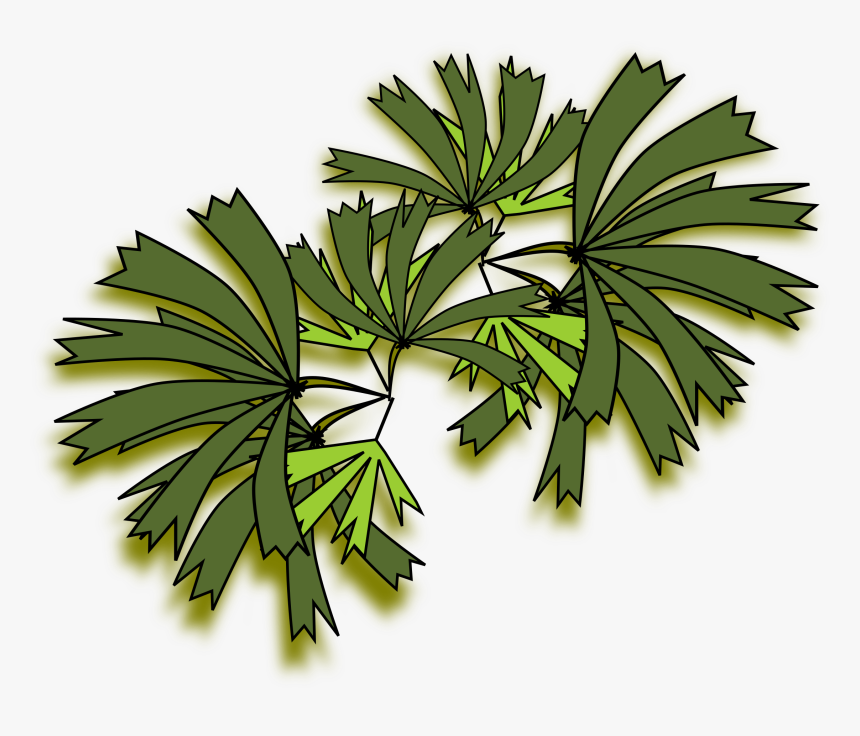 Palmeira Raphis Clip Arts - Raphis Palm Top View, HD Png Download