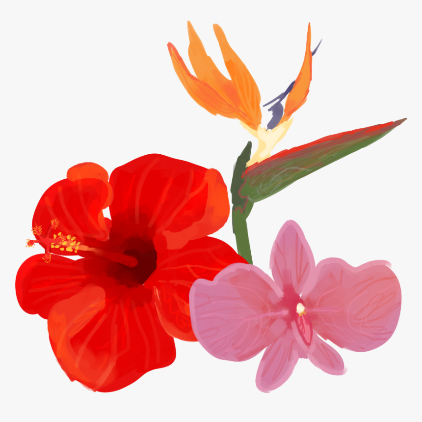 Hawaiian Hibiscus, HD Png Download