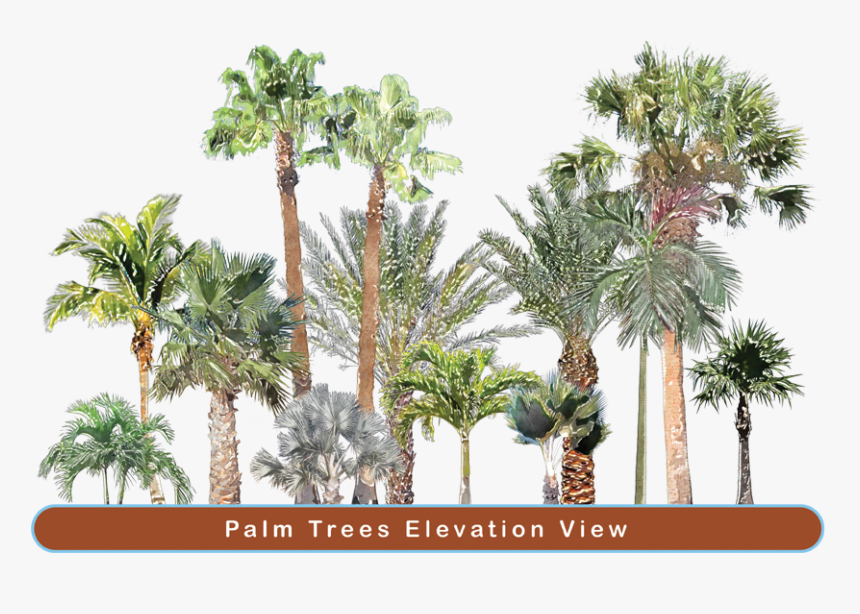 Top View People - Borassus Flabellifer, HD Png Download