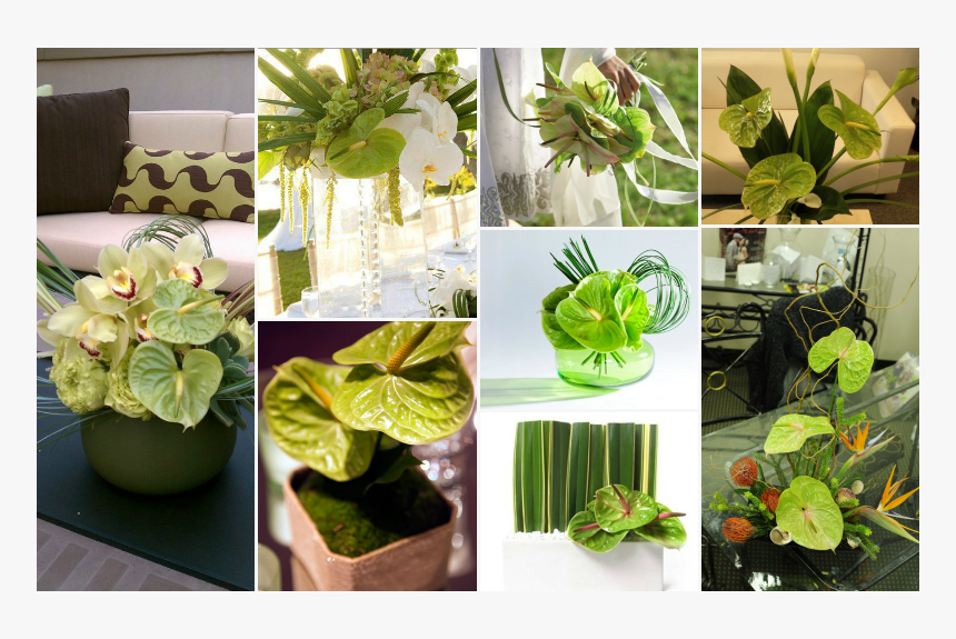Green Anthurium - Centrepiece, HD Png Download
