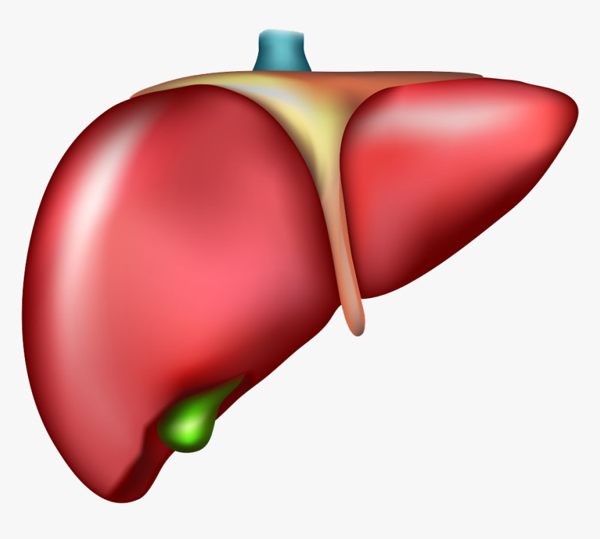 Jalapeno Clipart Drawn - Transparent Hepatitis Clipart, HD Png Download