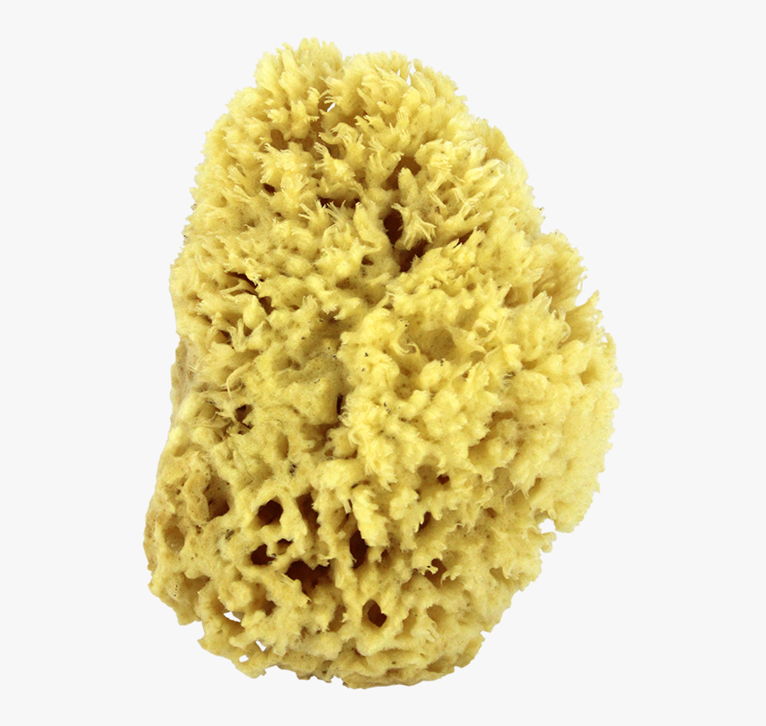 Stony Coral, HD Png Download